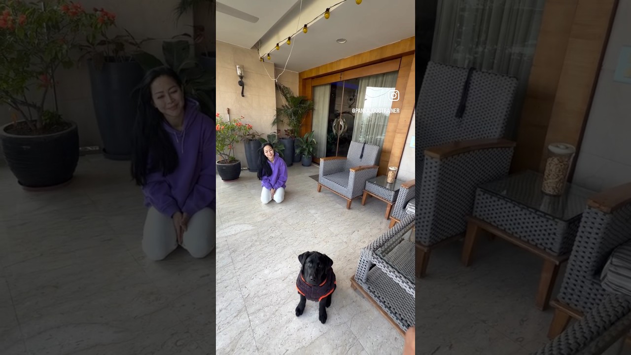 Basic obedience training. Gurugram  training
