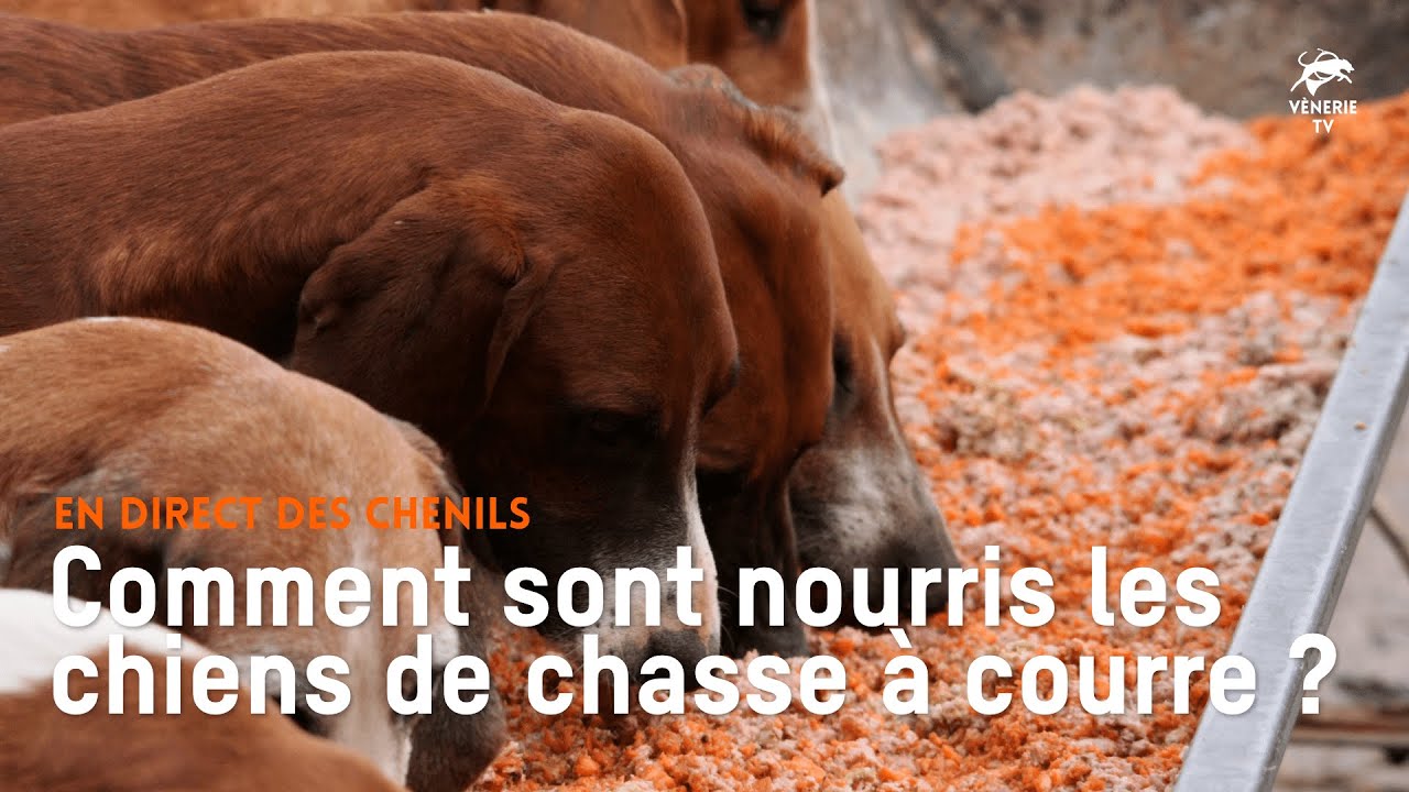 Comment sont nourris les chiens de chasse &agrave; courre ?