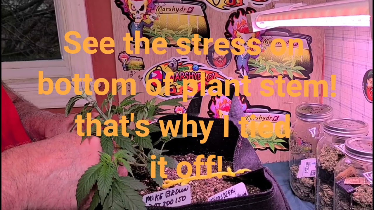 LST VS HST AND THE DIFFERENCE BETWEEN THEM FROM THE  MARS HYDRO TS3000 TENT!