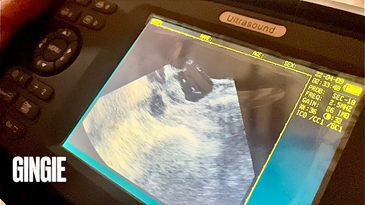 Результаты УЗИ козы 🐐 | Кто беременна, капля мыла ко Дню святого Валентина и больной козлёнок