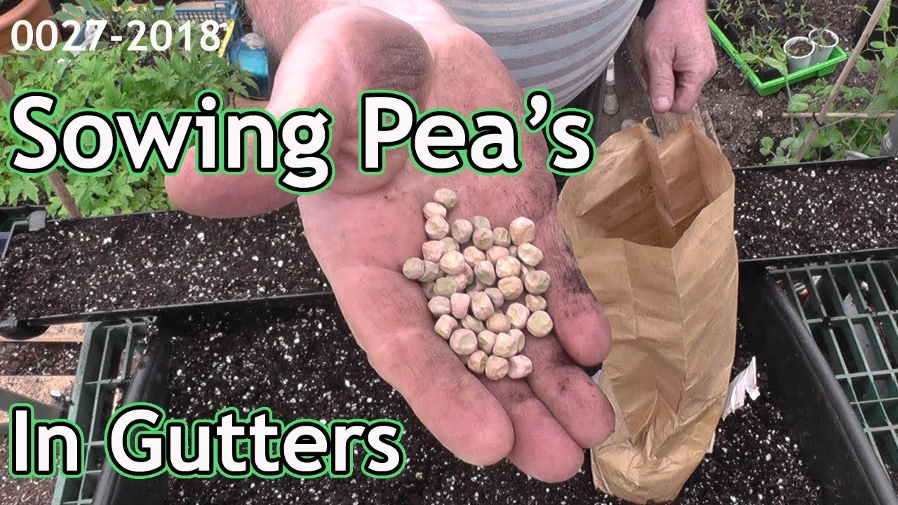SOWING PEAS IN GUTTERS  | 0027-2018