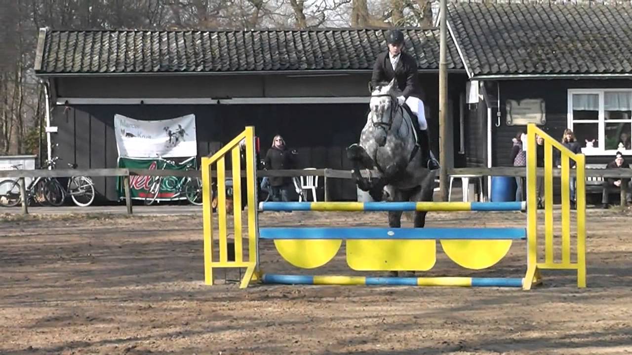 [JUMPING] Carino at jumping Competitions