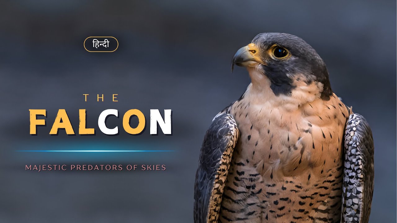 The Falcon - Majestic Predators of Skies – [Hindi] – Infinity Stream