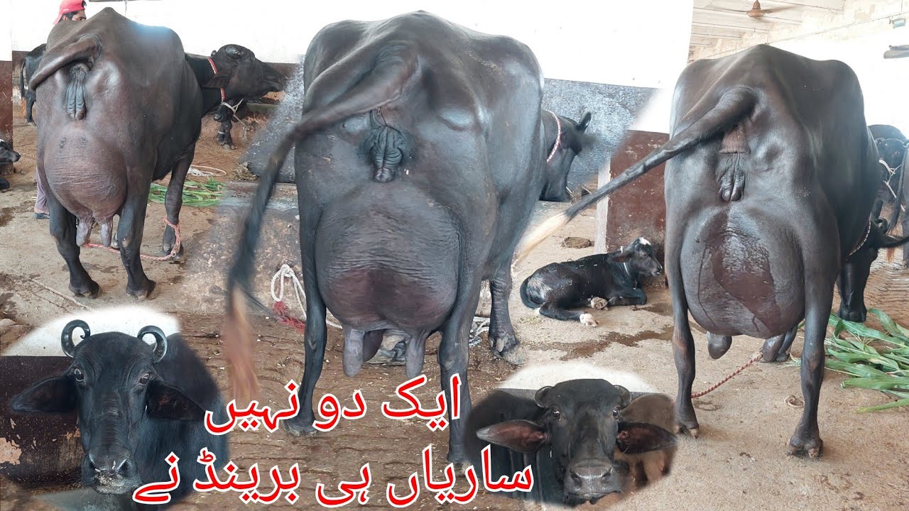 احتشام گجر چیچیاں 7 بھینسیں 1 گائے برائے فروخت 15 ستمبر 2025 karnana channel