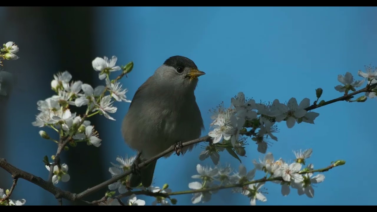 Les Teintes Du Printemps