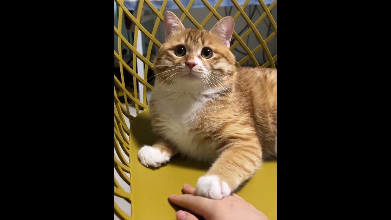 Cats have two faces #cat #funnyvideo #fyp #funnycat #cats #funny