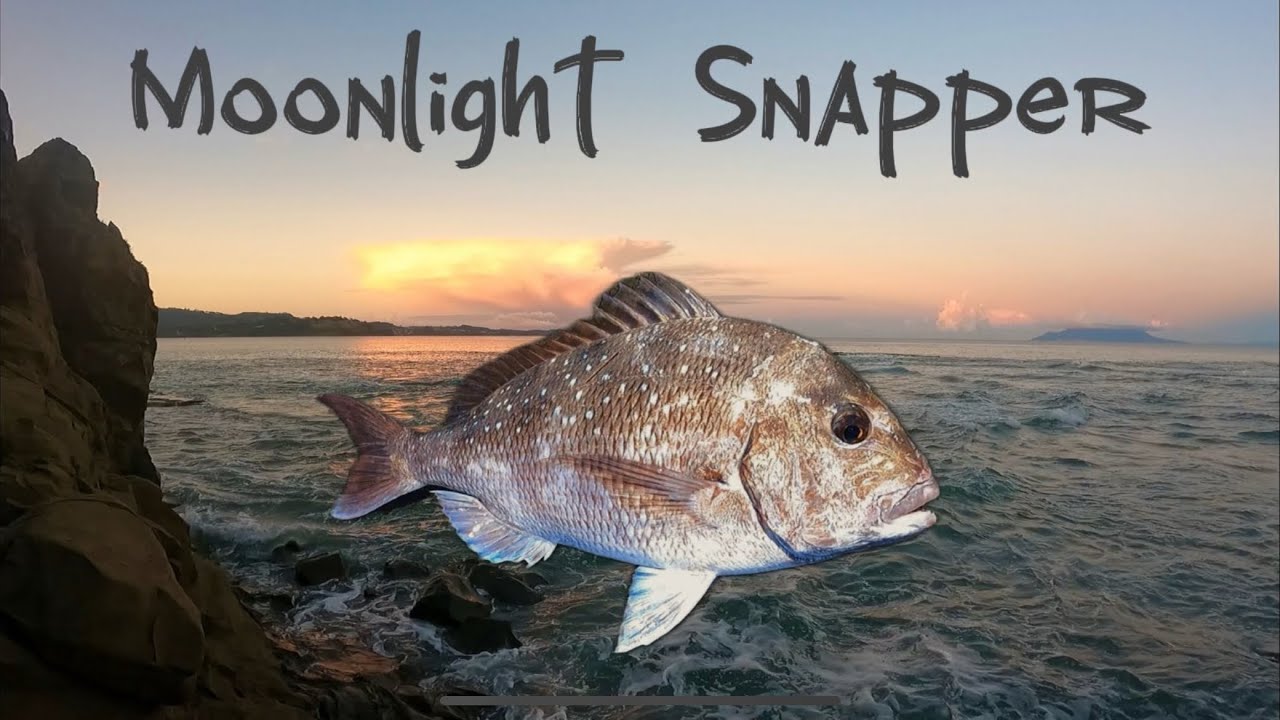 Daylight to Moonlight - Big Snapper in the Shallows 