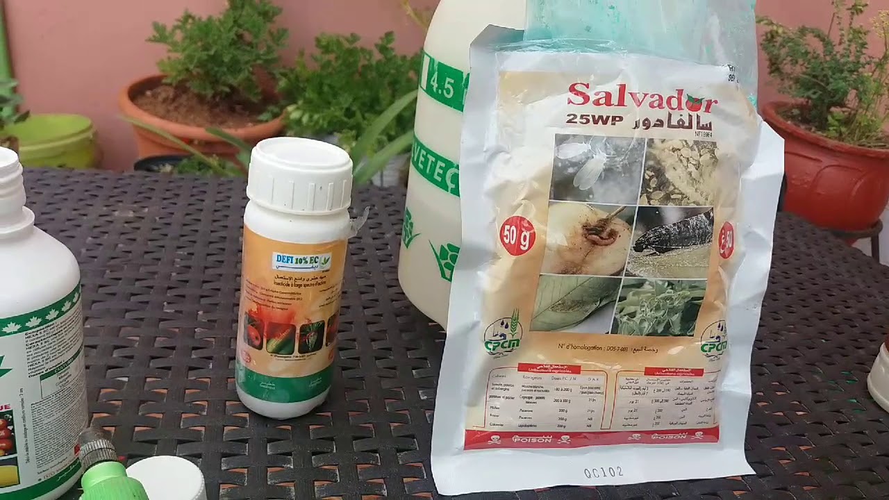 تعرف على الذبابة البيضاء (أضرارها و مكافحتها)