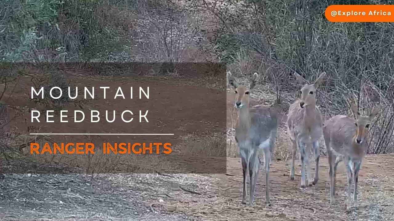 Fascinating Facts about Mountain Reedbucks | Ranger Insights