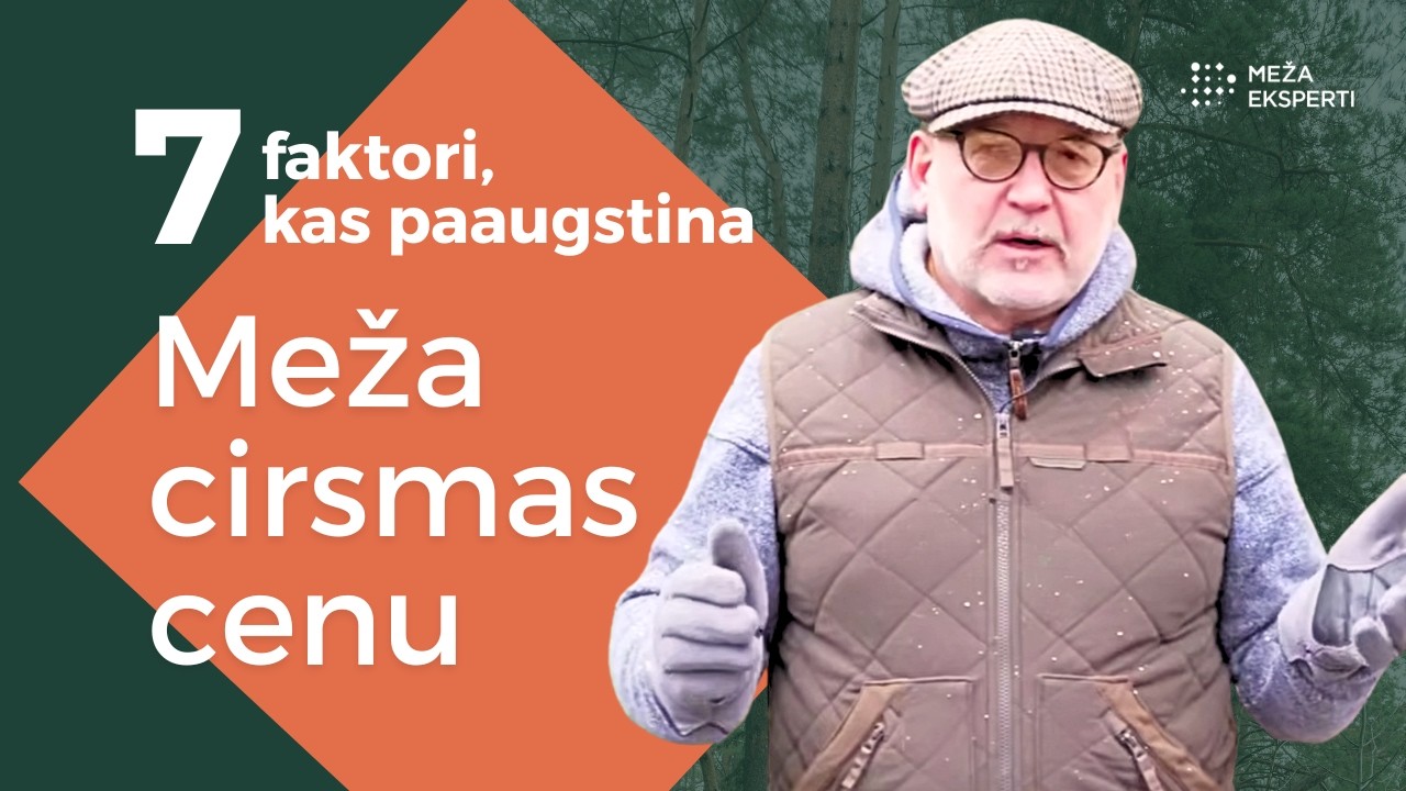 7 faktori, kas paaugstina meža cirsmas cenu