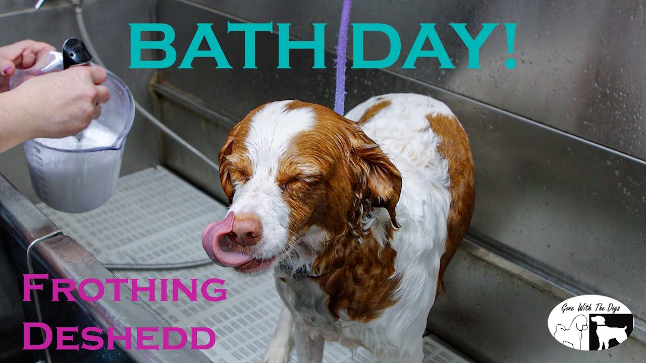 Beautiful Brittany Spaniel Bath Day - Dog Grooming