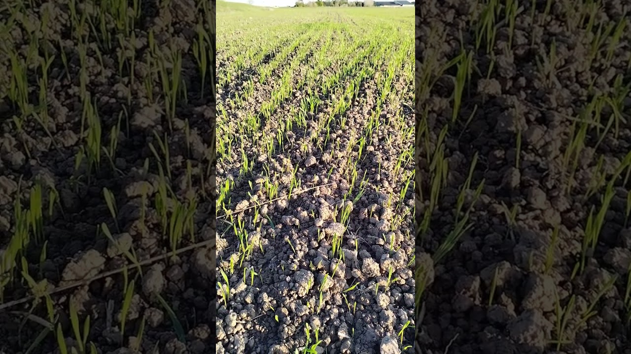 semi faites fin octobre ( triticale, pois)