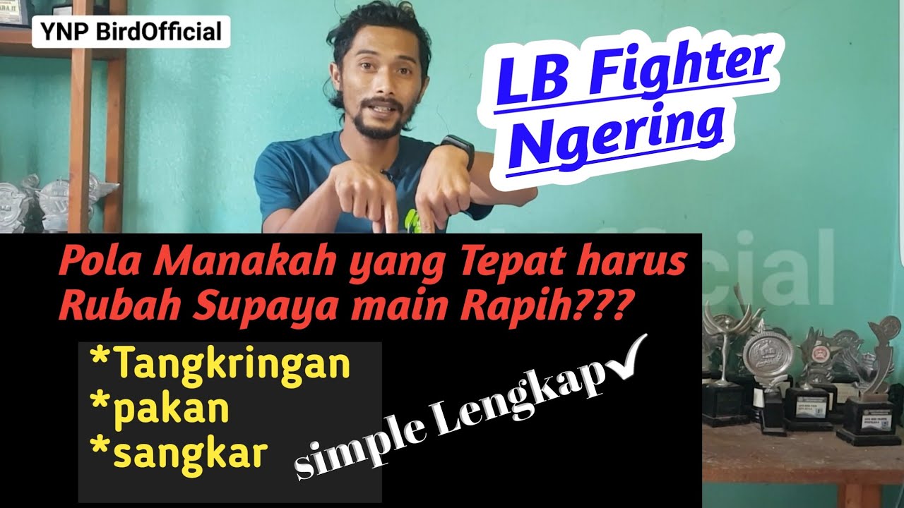 Tips simpel Lovebird ngering agar main rapih