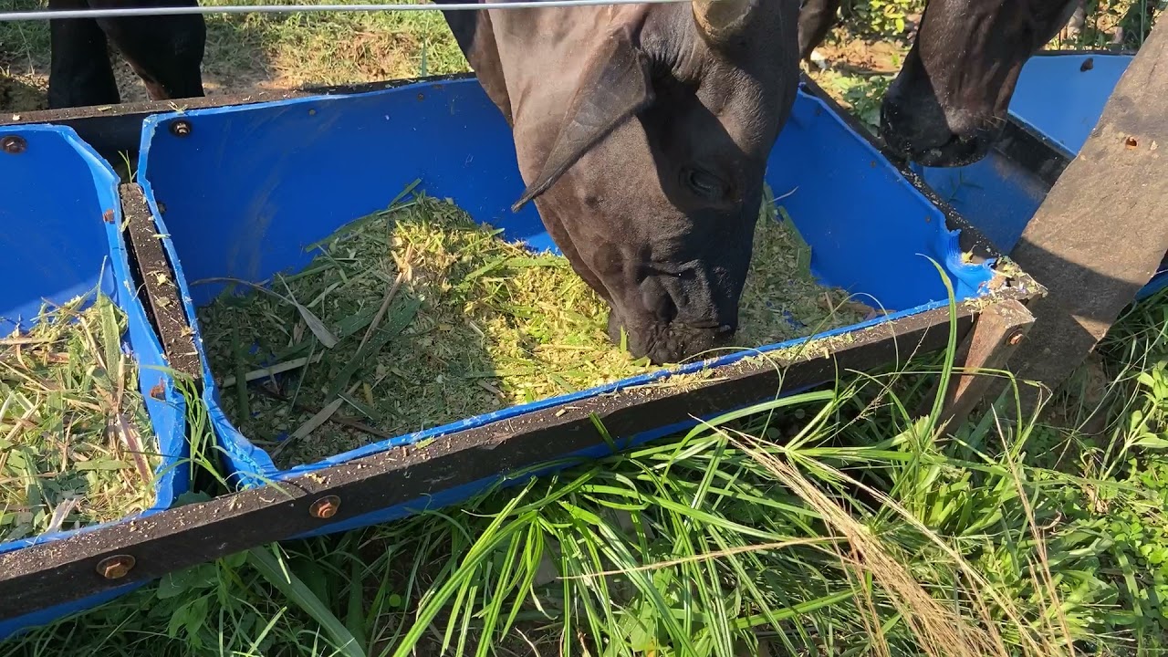 Começamos um novo confinamento com 63 vacas leiteiras no capim capiaçu.