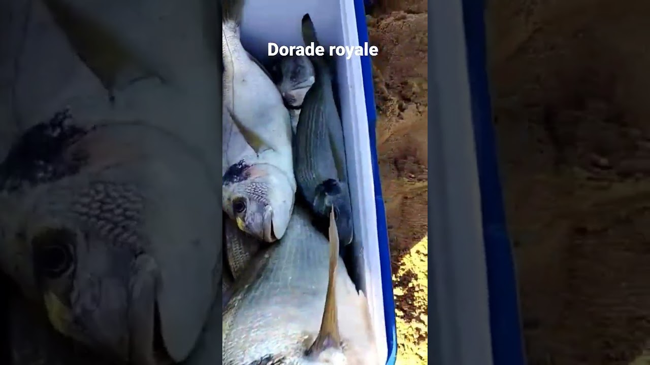 How To Catch A Dorade Royale - The EASIEST Way!
