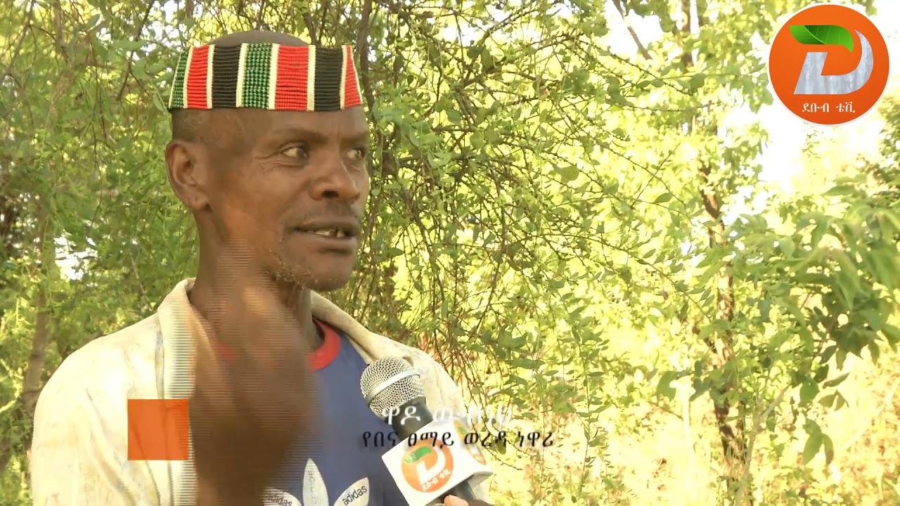 አስደናቂው የሽቶ መስሪያ ዛፍ