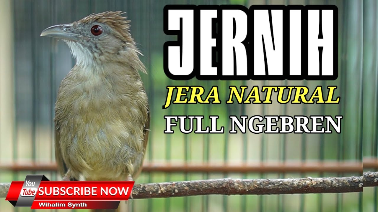 MASTERAN KAPAS TEMBAK GACOR FULL NGEBREN PANJANG JERNIH JEDA NATURAL MANTUL WADIDAW
