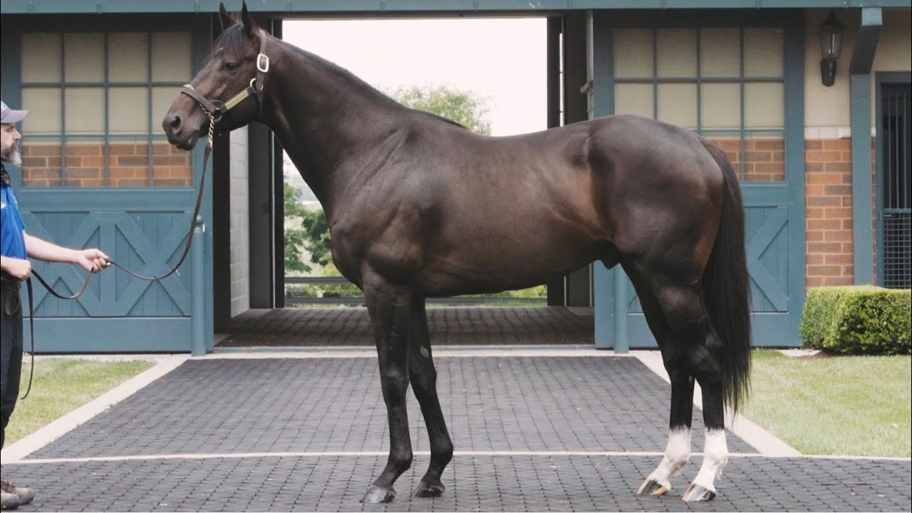 Darley in America | 2021 Virtual Stallion Show