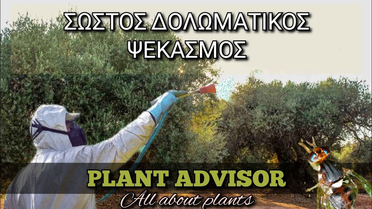 Σωστός Δολωματικός Ψεκασμός Ελιάς ‼️Η Επιτυχία Κρίνεται στην Λεπτομέρεια ‼️Plant Advisor Greece