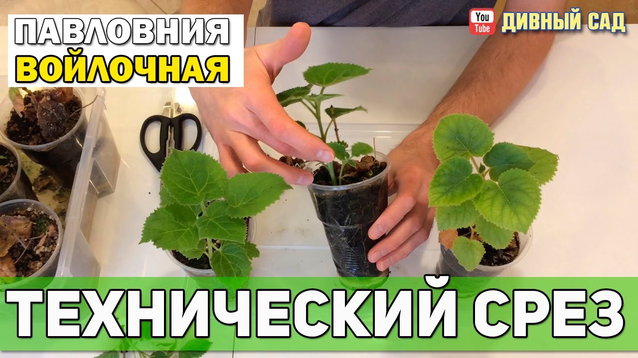 Павловния в рассадных стаканчиках. Технический срез. Часть №2
