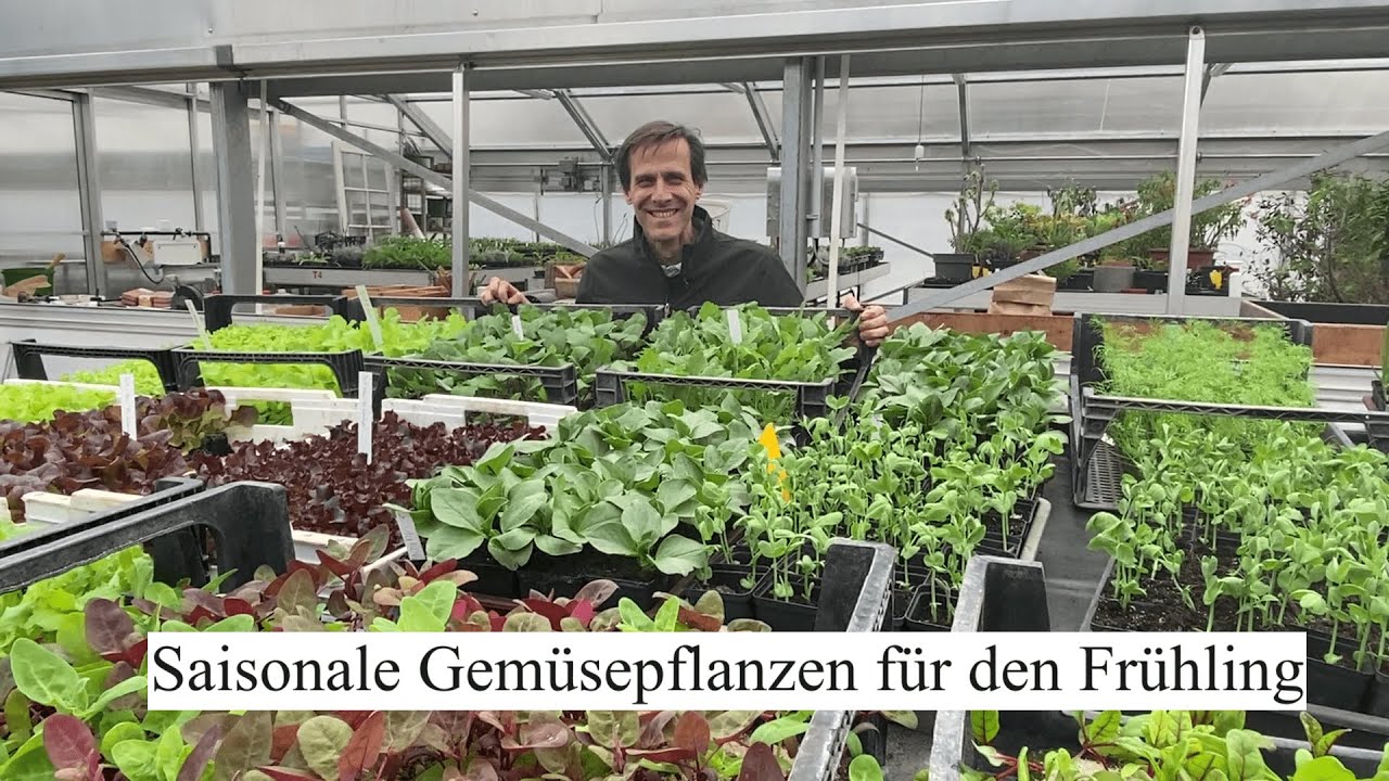 Tomaten MÜSSEN warten ! Saisonale GEMÜSEpflanzen für den Frühling🍀