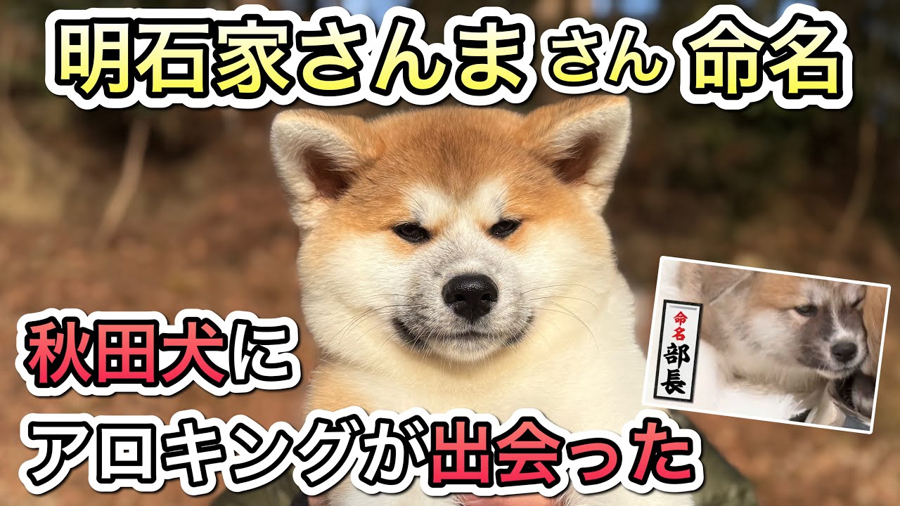【秋田犬】アロキング大暴走！まさかのお迎え！？