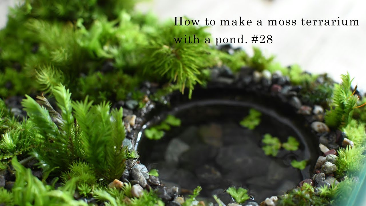 小さな池のある苔テラリウムの作り方 #28