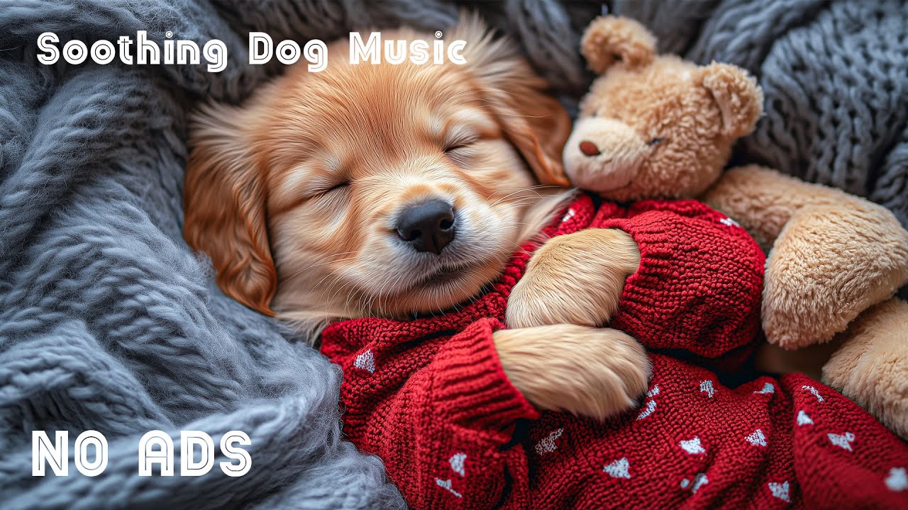 12 часов успокаивающей музыки для собак 🐶🧸 Мелодии для тревожных собак 🎶 Без рекламы
