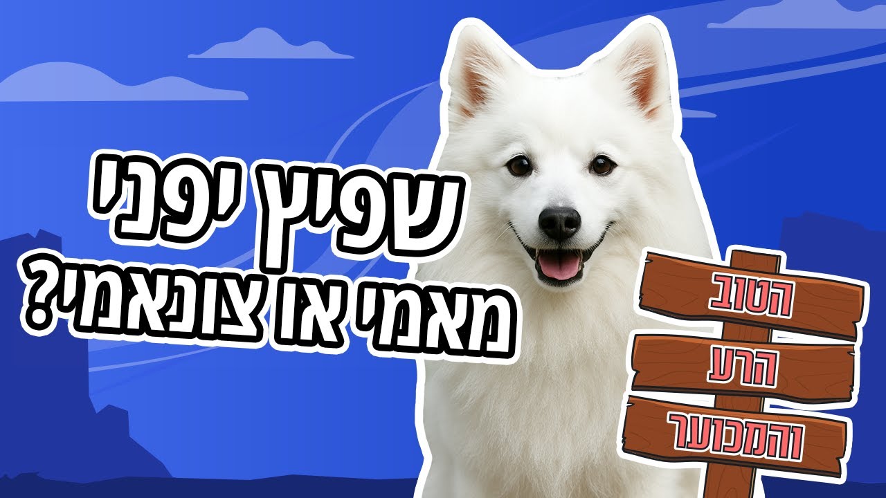 כלב שפיץ יפני | כל מה שצריך לדעת | הטוב, הרע והמכוער