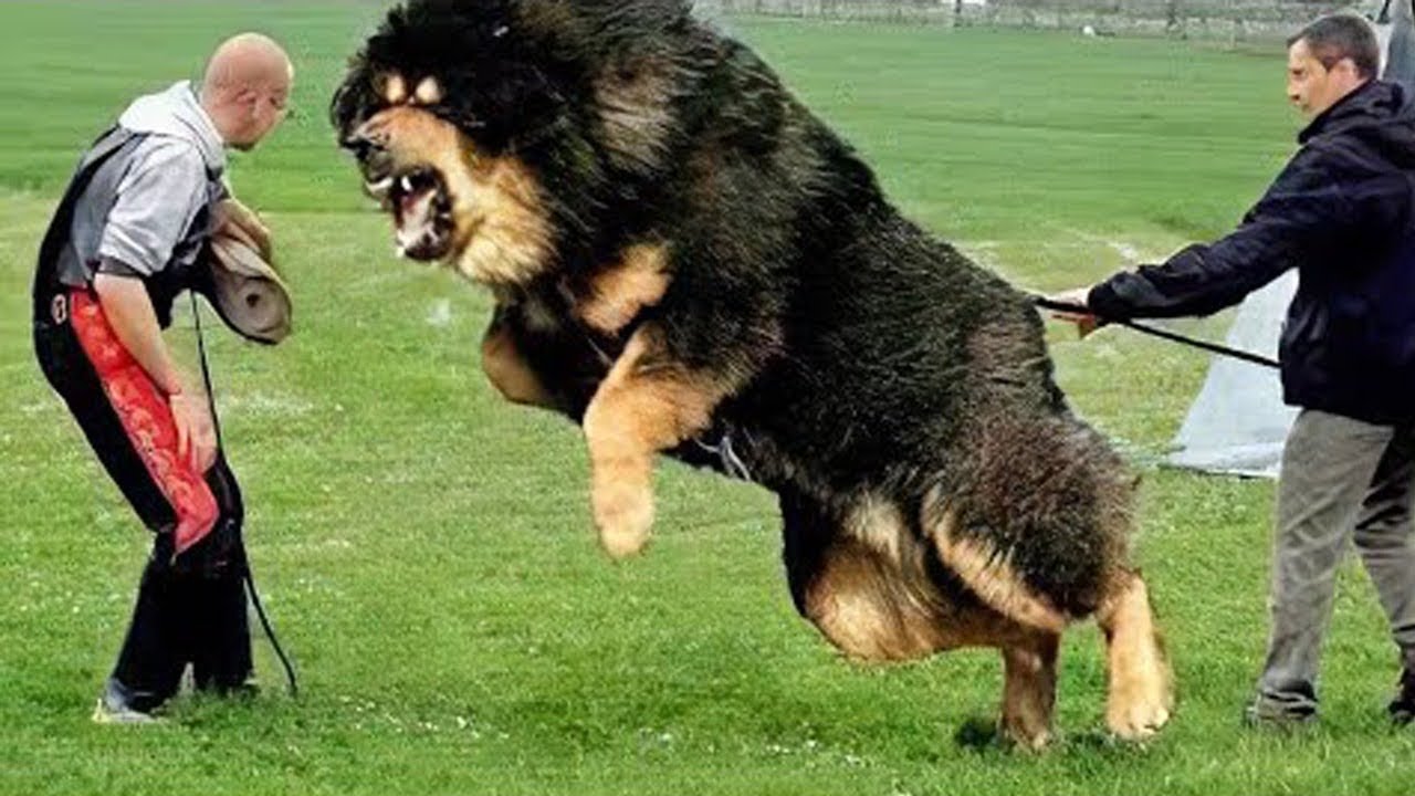 As Raças de Cachorro Mais Temidas e Restritas do Mundo