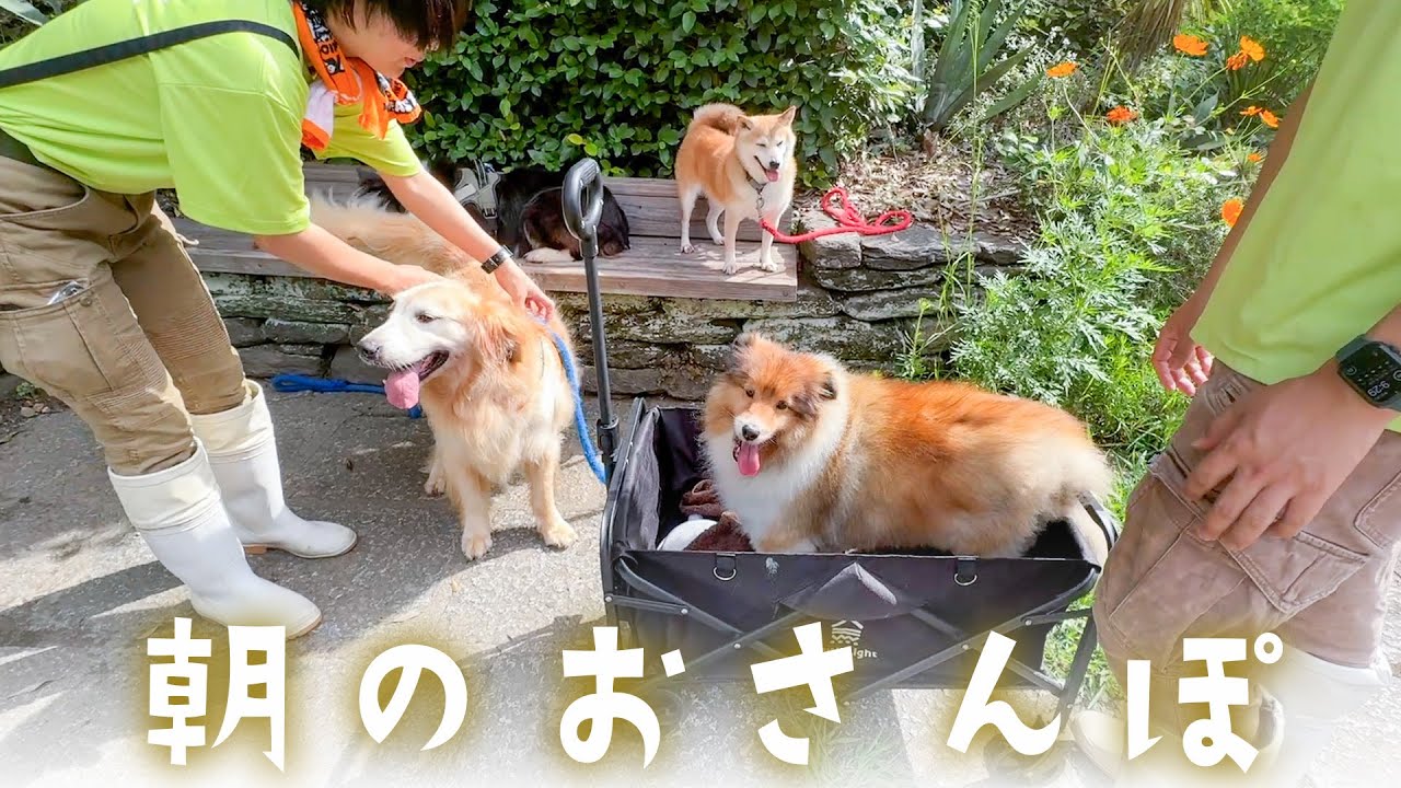 PAW出勤前のワンちゃんたちのお散歩の様子をお届けします。