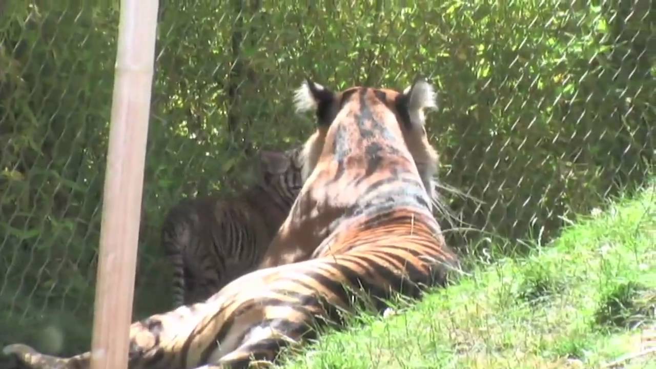 Point Defiance Zoo 