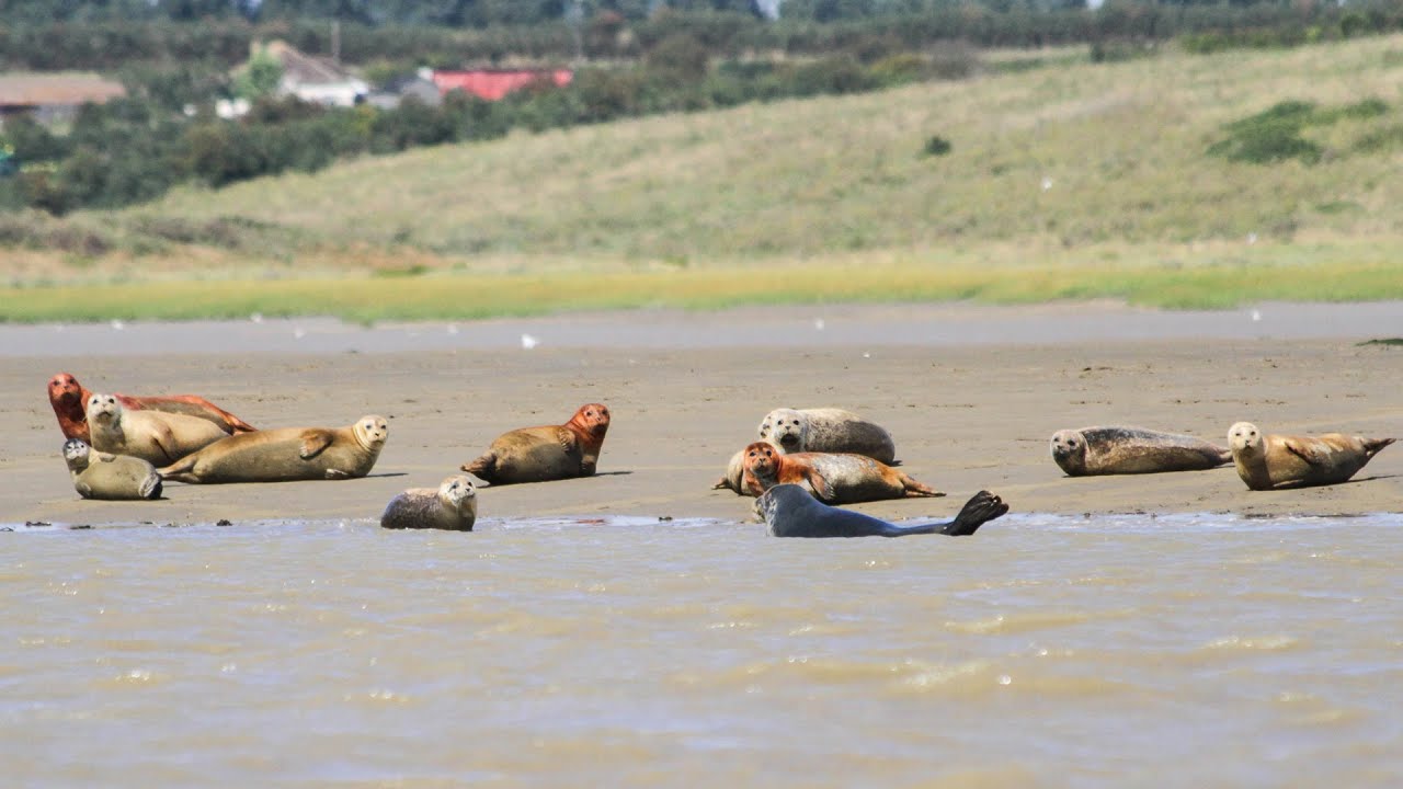Seal numbers increasing in the Thames