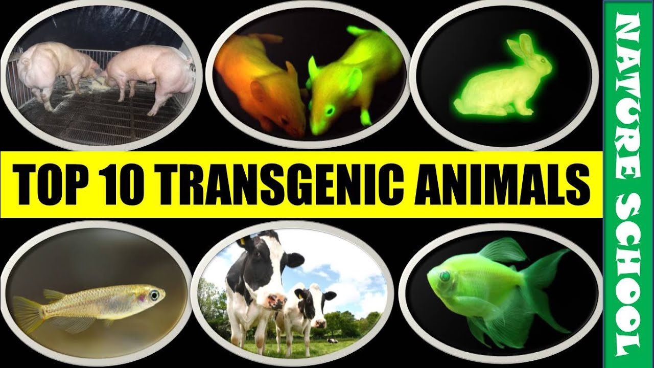 Top 10 popular transgenic animals | Top 10 genetically modified organism (GMO) || NATURE SCHOOL