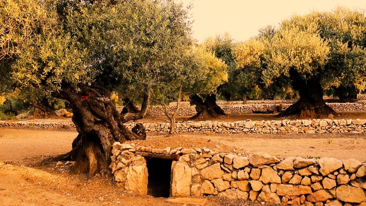 OLEOTURISMO 💚 Olivos [MILENARIOS] | FINCA 