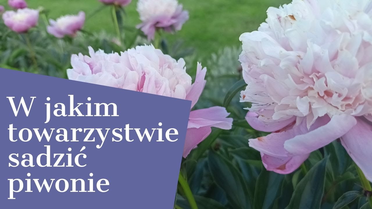 W jakim towarzystwie sadzić piwonie