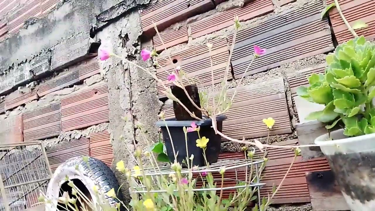 as plantas depois da chuva 