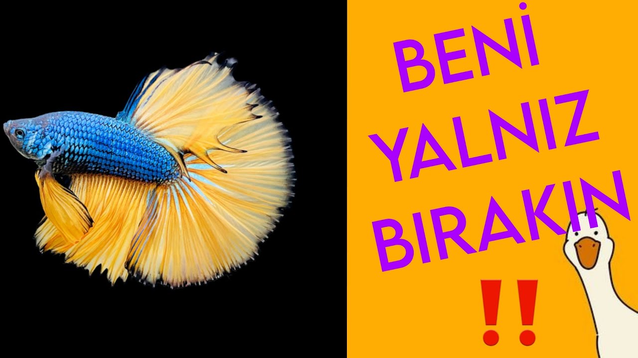 Karma Akvaryumda Betta - 13 Tavsiye
