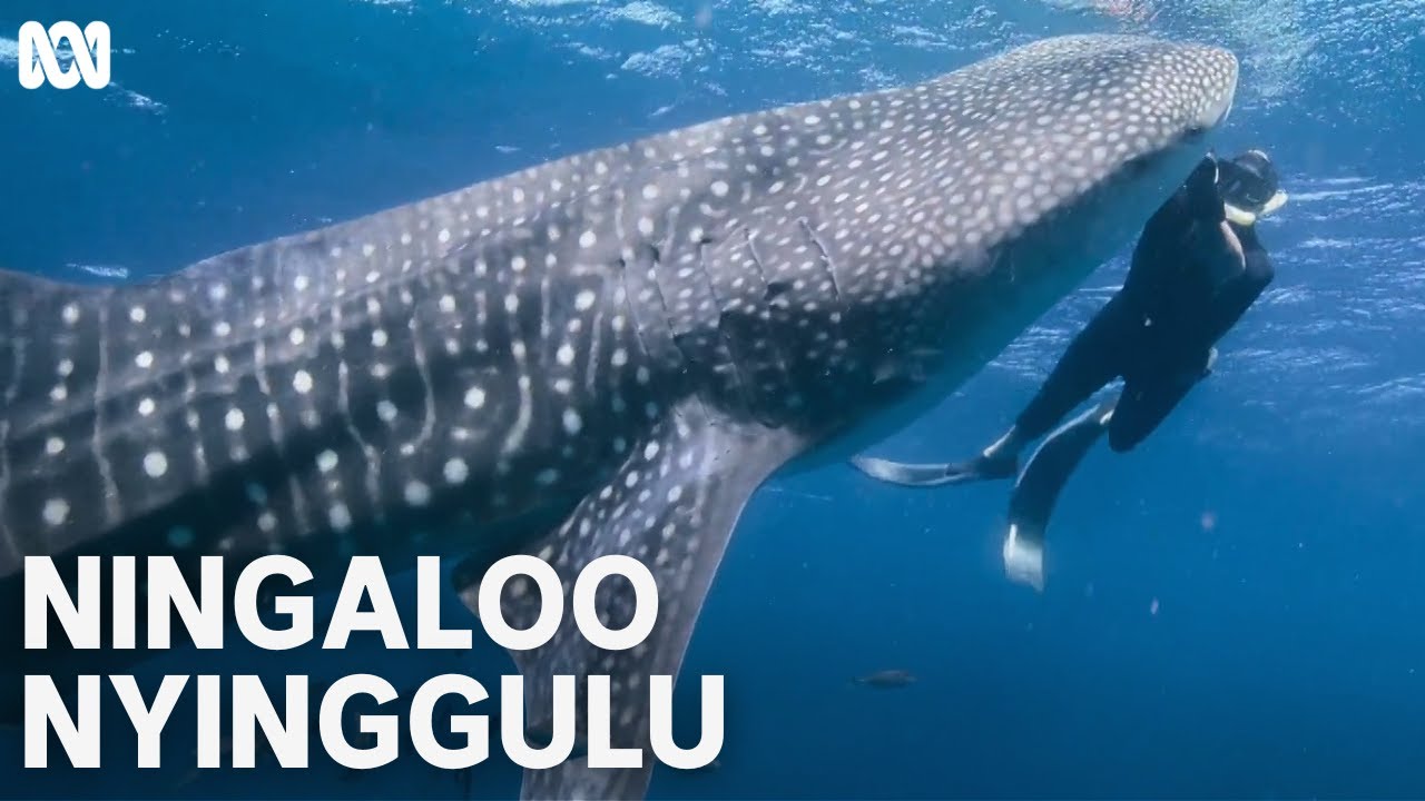 Swimming with whale sharks | Ningaloo Nyinggulu | ABC TV + iview