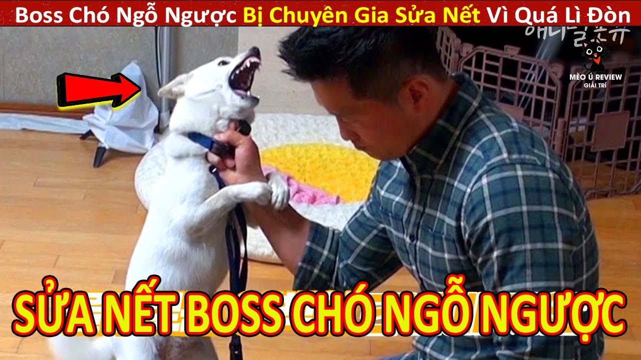 Boss Ch&oacute; L&igrave; Đ&ograve;n Cắn Chủ Bị Chuy&ecirc;n Gia Sửa Nết V&igrave; Qu&aacute; Ngỗ Ngược || Review Con Người V&agrave; Cuộc Sống