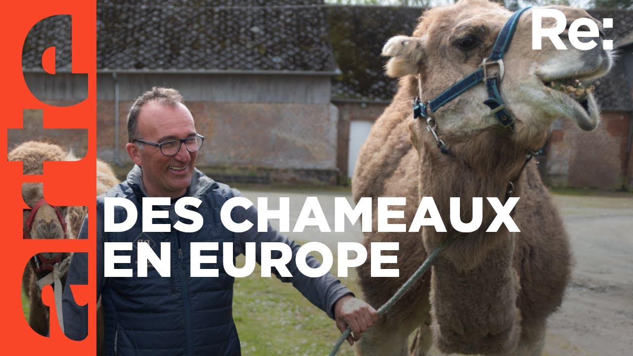 Les chameaux ont élu domicile en Europe | ARTE Regards
