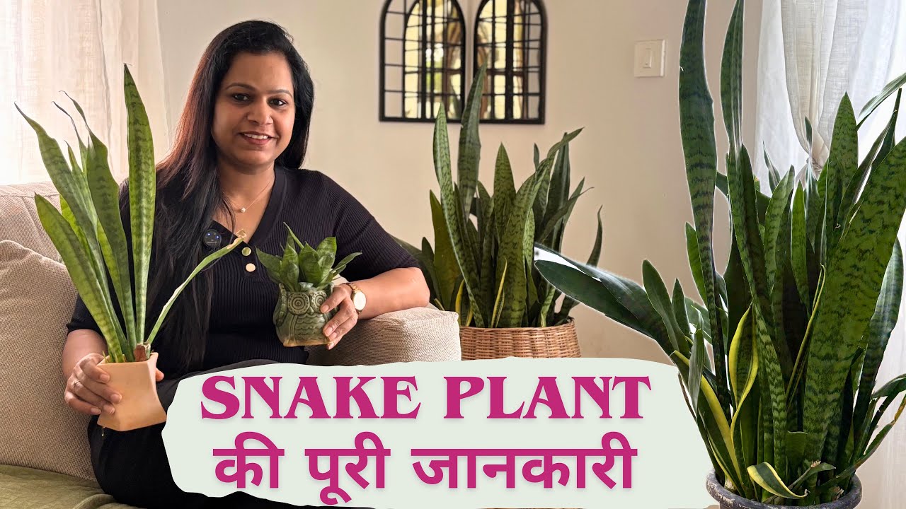 Snake Plant - सबसे आसान पौधा | Snake Plant की A to Z जानकारी | 10 Minutes में सबकुछ