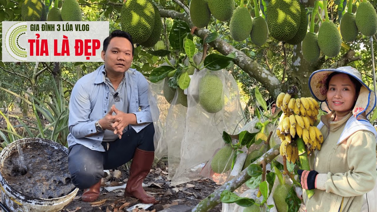 Bí Quyết Bón Phân Hữu Cơ Cộng NPK Kết Hợp Tỉa Trái Lúc Nhỏ Để Mít Tròn Đẹp, Đạt Chuẩn Xuất Khẩu