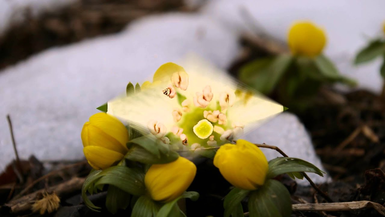 blomster med musik