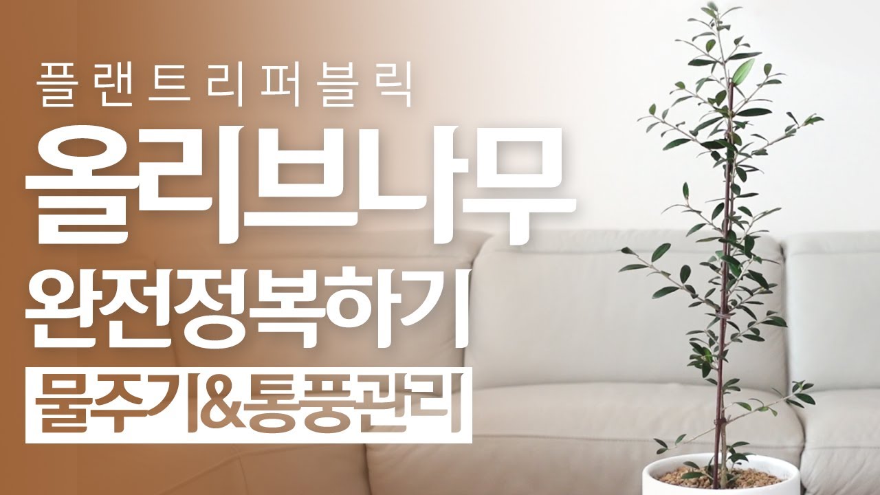SUB) 올리브나무 실패없이 키우는 법❗ 꽃 열매 피우는방법｜물주기 통풍 관리법🌱
