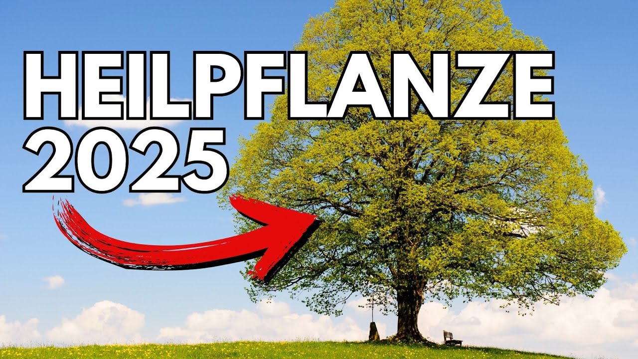 Linde ist v&ouml;llig untersch&auml;tzt! Wirkung & Anwendung der Heilpflanze des Jahres 2025