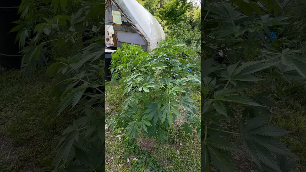Mars Hydro VS Vipar Spectra #фитолампы#гроулампы#фитосвет#индор#теплица