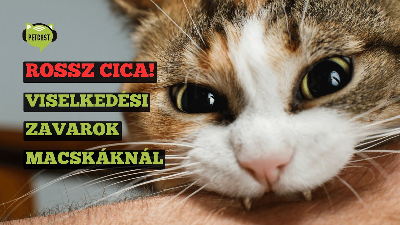 Rossz cica! – Viselkedési problémák macskáknál
