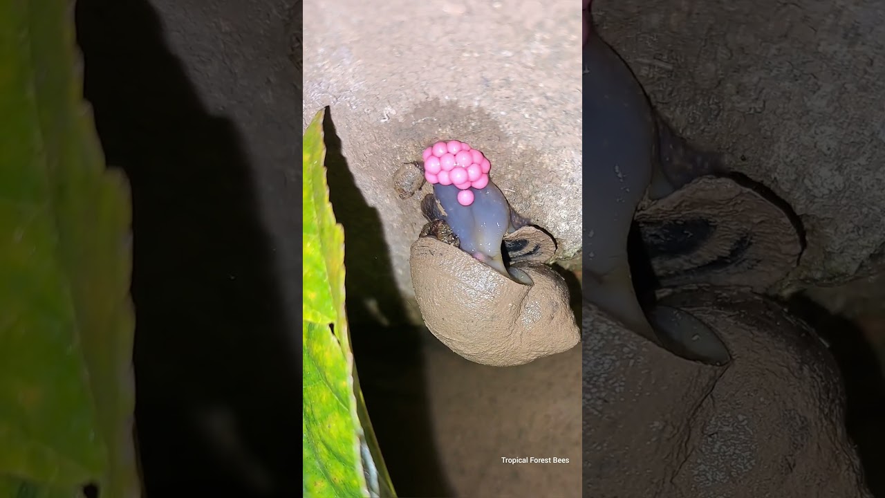 It's amazing to see apple snails laying eggs🥰 | Tropical Forest Bees #snails #snail