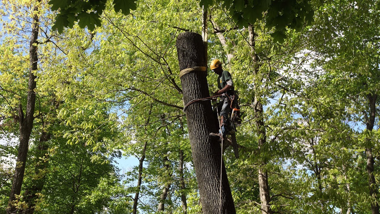 All Seasons Tree Care